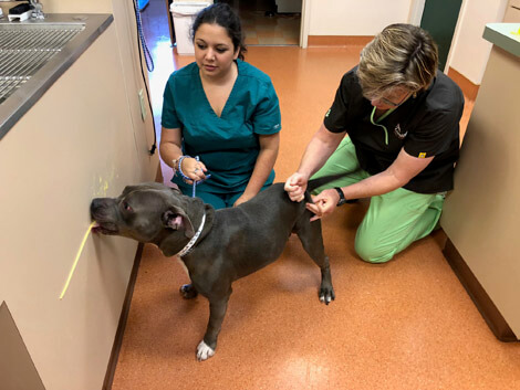 Routine Services at Lovell Animal Hospital