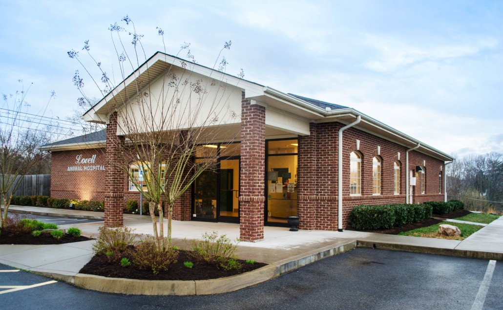 Best Vet Hospital In Knoxville, Tn 