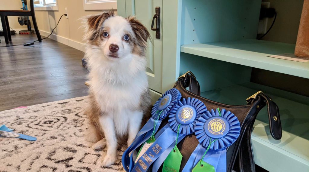 About Lovell Animal Hospital Vet In Knoxville, TN 37932