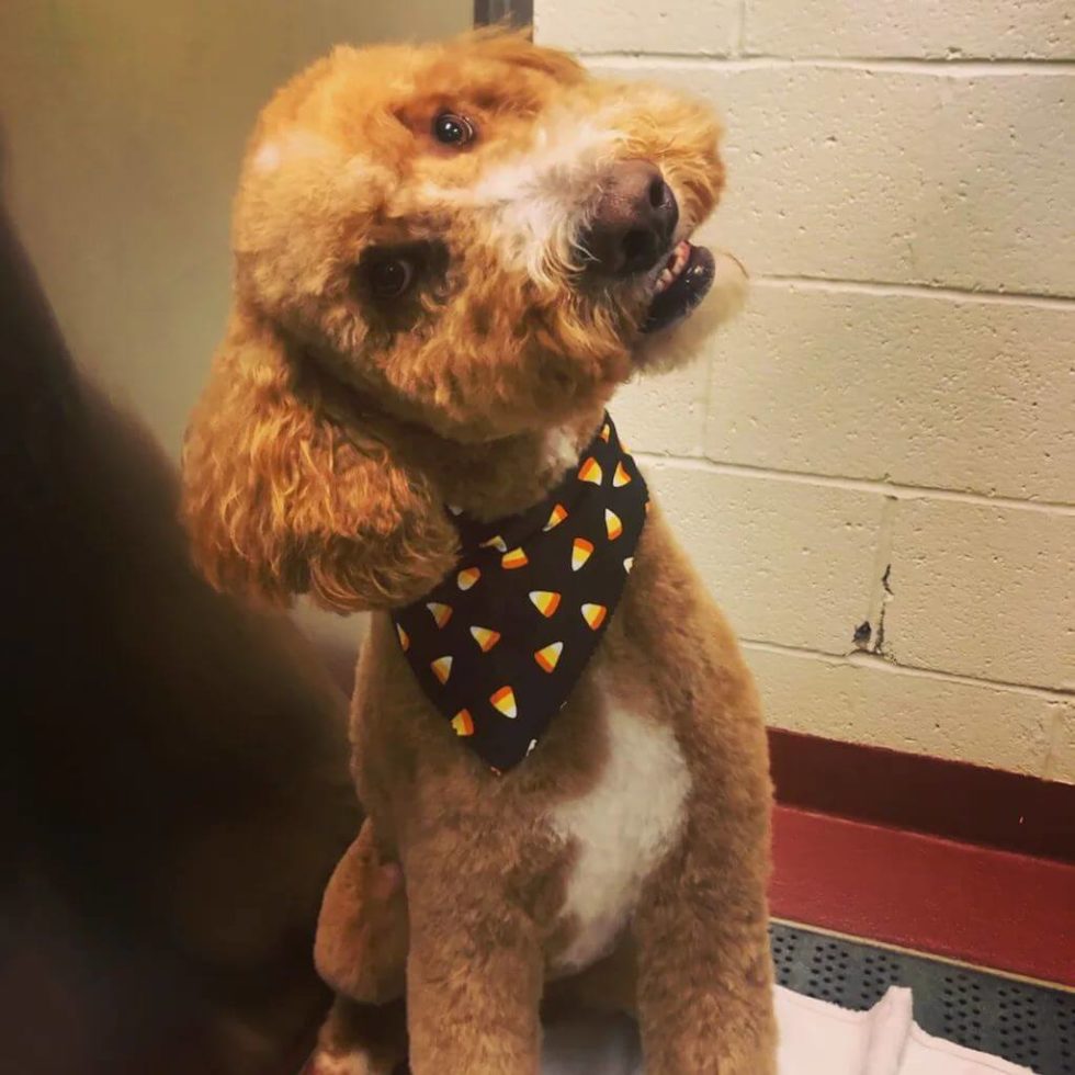 Lovell Animal Hospital Patient Gallery Vet Knoxville, TN