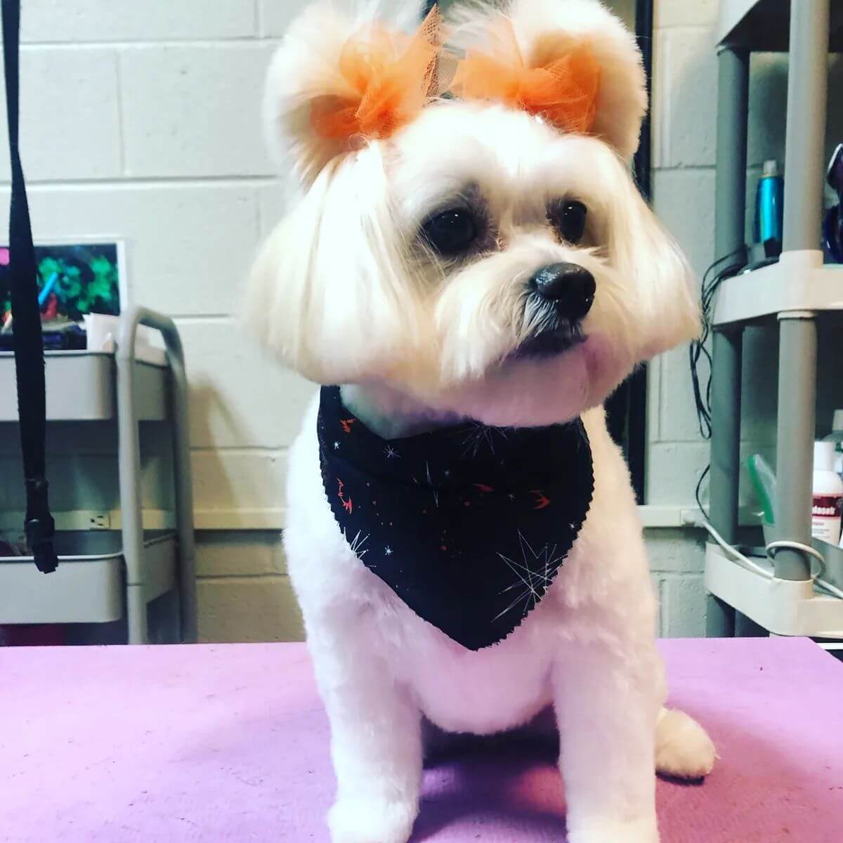 Dog with fancy groomed hair
