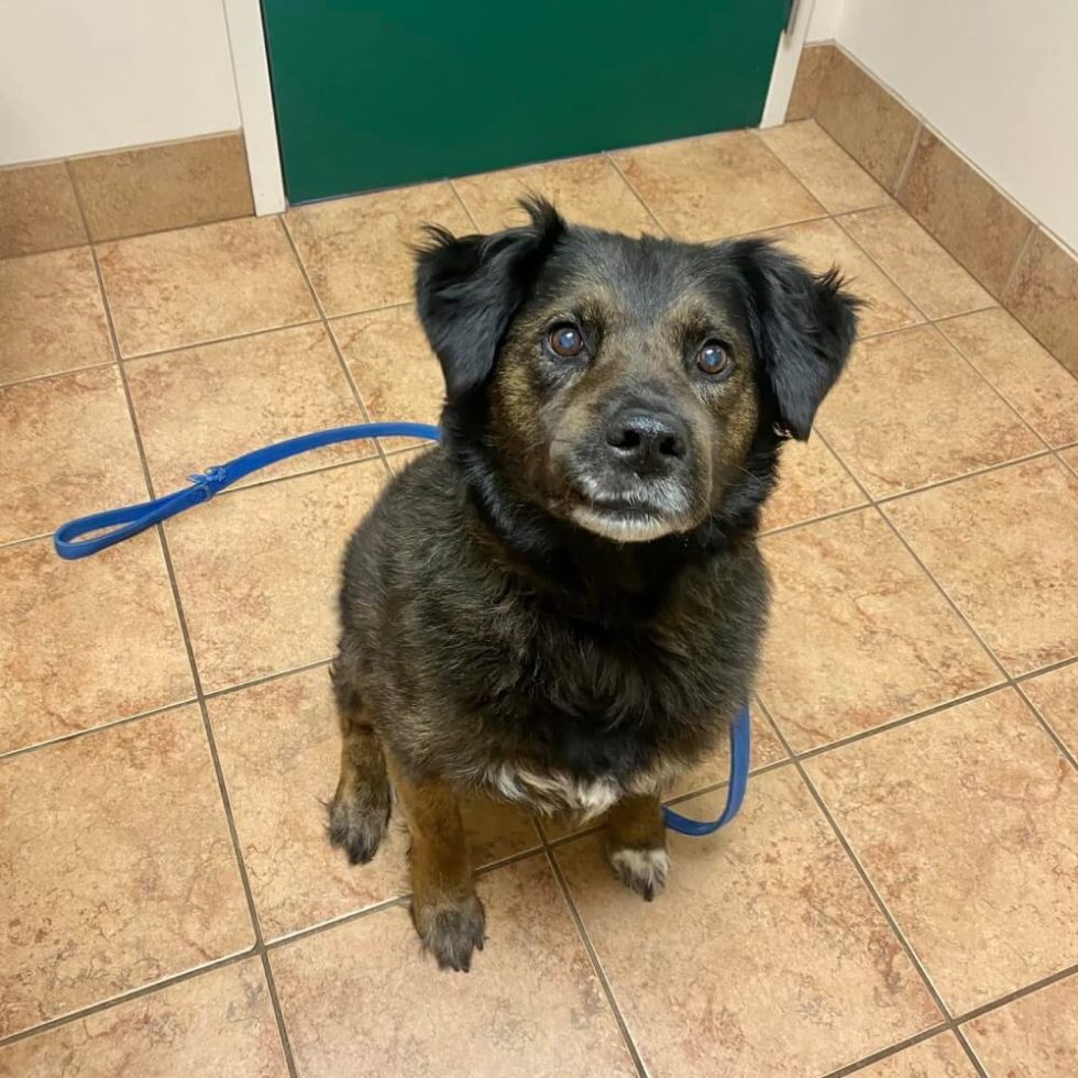 Knoxville, TN Veterinary Services Lovell Animal Hospital