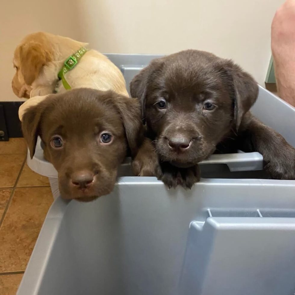 Lovell Animal Hospital Patient Gallery Vet Knoxville, TN