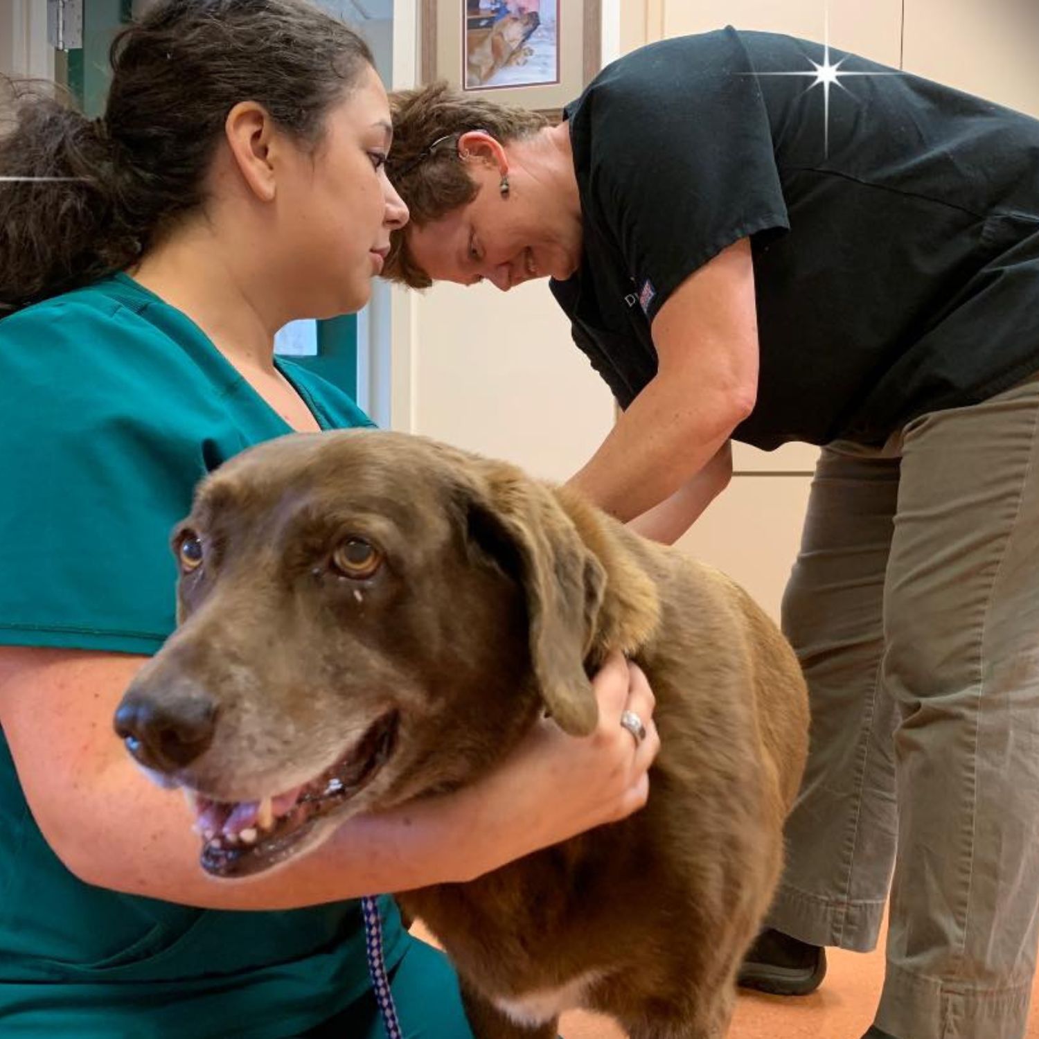 Vet team grooming dog