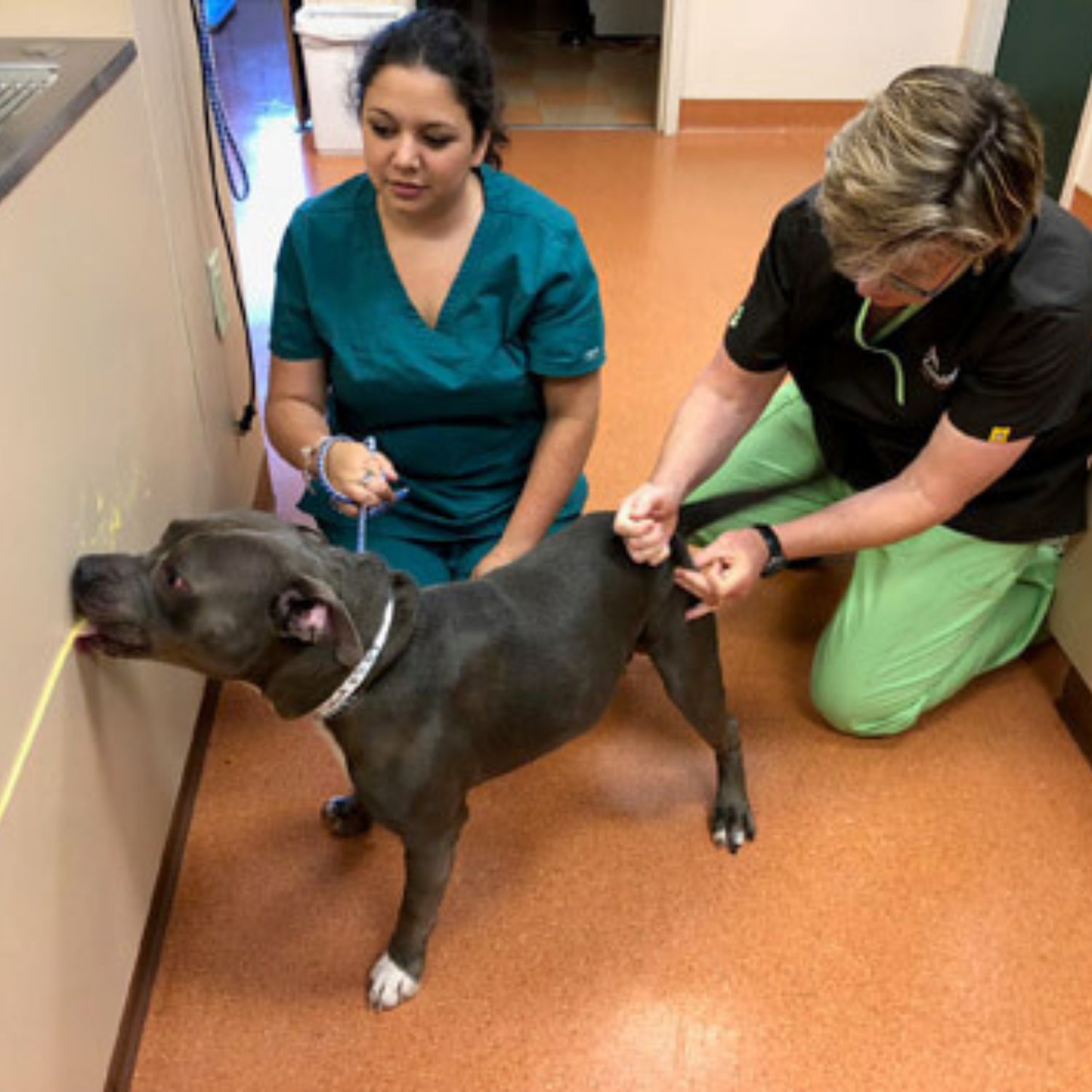 Lovell Animal Hospital dog exam
