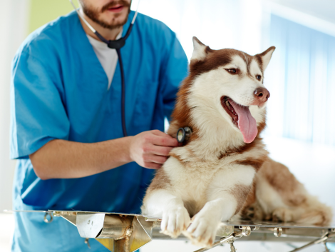 vet checking the husky