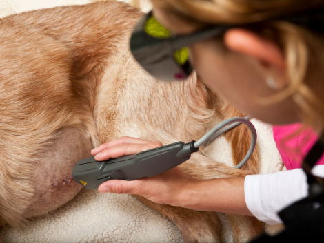 vet doing laser therapy on dog